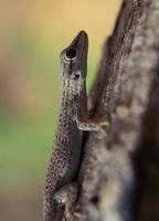 pequeno gekko