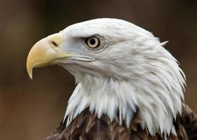 perfil de águia americana foto