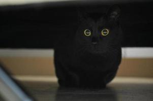 gato preto sentado debaixo de um sofá foto