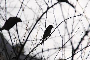 silhueta de um pássaro pardal comum sentado em um galho de árvore contra o vento foto