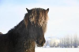 cavalo pônei islandês foto