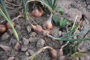 chalotas tailandesas tradicionais cultivadas e cuidadas com fertilizantes orgânicos. foto