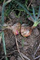 chalotas tailandesas tradicionais cultivadas e cuidadas com fertilizantes orgânicos. foto