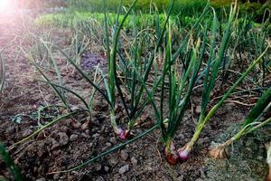 chalotas tailandesas tradicionais cultivadas e cuidadas com fertilizantes orgânicos. foto