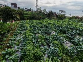 o cultivo de repolho nas terras altas produz ótimos resultados, ar fresco e luz solar suficiente foto