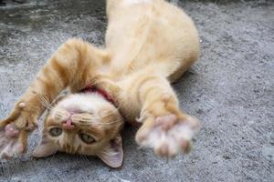 adorável gato ruivo rola no chão com pata grande close-up foto