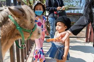 adorável menina criança olhando para o rosto de cavalo e mãe alimentando cavalo ou pônei com uma cenoura no zoológico em ensolarado. foto