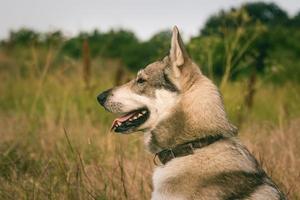 fotos de cão lobo cinzento, cão de caça russo, laika da Sibéria Ocidental posando em campos