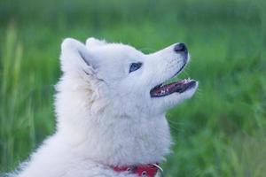 lindo husky samoiedo branco brincando nos campos verdes foto