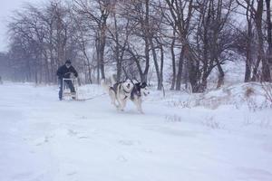 cães husky siberiano estão puxando um trenó com um homem na floresta de inverno foto