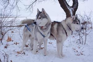 cães de trenó na neve, cães husky siberiano de corrida na floresta de inverno foto