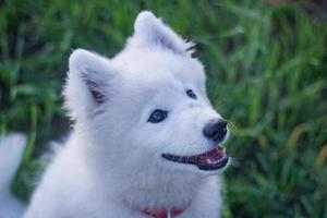 lindo husky samoiedo branco brincando nos campos verdes foto