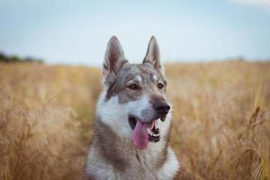 fotos de cão lobo cinzento, cão de caça russo, laika da Sibéria Ocidental posando em campos