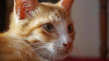 um gato laranja dormindo e brincando em uma casa natural foto