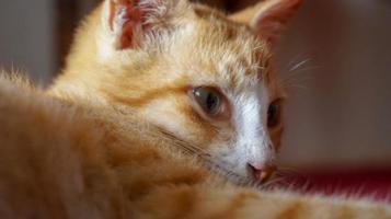 um gato laranja dormindo e brincando em uma casa natural foto