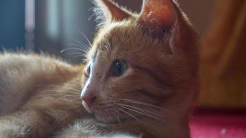 um gato laranja dormindo e brincando em uma casa natural foto