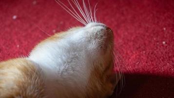 um gato laranja dormindo e brincando em uma casa natural foto