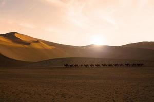 caravana de camelos atravessando as dunas de areia