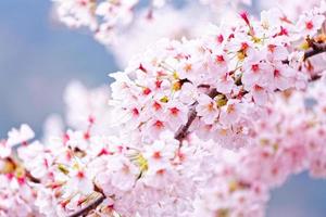 lindas flores de sakura em busan, coreia do sul