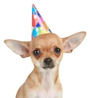 filhote de cachorro chihuahua no chapéu de festa foto