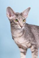 retrato de estúdio de gato siamês de gato malhado de selo