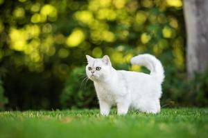 gato shorthair britânico ao ar livre foto