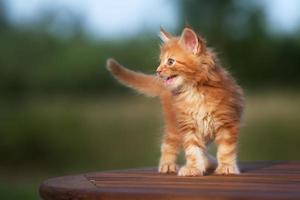 adorável maine coon gatinho ao ar livre foto
