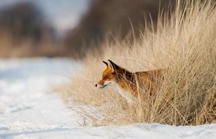 raposa vermelha em uma paisagem de neve foto