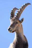 steinbock - ibex alpino
