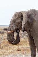 grandes elefantes africanos no parque nacional de etosha