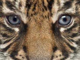 close-up, filhote tigre sumatra, panthera tigris sumatrae foto