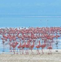 bandos de flamingos no nascer do sol, lago nakuru, quênia
