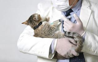 médico segurando gato e injetar medicamento de vacina no gato foto