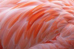 penas de flamingo close-up foto