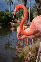 perfil de flamingos americanos na lagoa