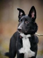 retrato de um cachorro preto. foto