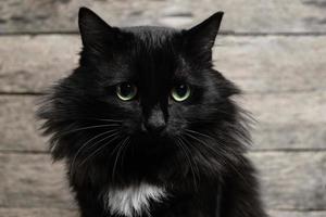 lindo gato preto de olhos verdes com uma mancha branca e uma juba fofa. fundo de madeira.