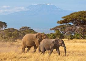 elefantes kilimanjaro foto