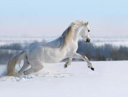 cavalo branco galopando
