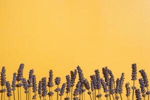 linha de lavanda seca em fundo amarelo foto