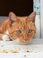 foto de retrato de um gato olhando de uma janela