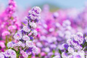 A cabeça de flor de jardim de flores de áster roxo tem ásteres em forma de estrela que podem crescer em todas as zonas de resistência. é um marco para a fotografia em flor e vista natural como pano de fundo. foto