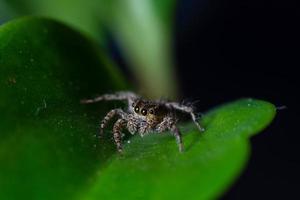 feche as aranhas pulando nas folhas. foto