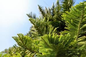 fechar as folhas de pinheiro com céu azul foto