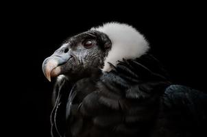 o condor andino (vultur gryphus)