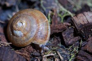 caracol no vaso de plantas foto