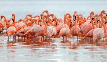 flamingos maiores foto