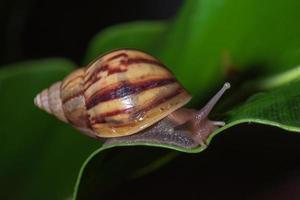 fechar caracol em uma folha foto