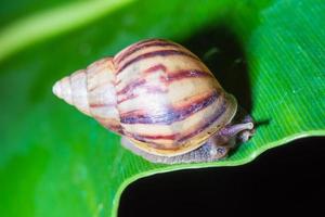 fechar caracol em uma folha foto