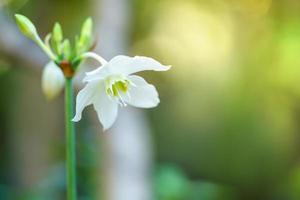 closeup de flor branca e folha verde sob a luz do sol com espaço de cópia usando como plano de fundo a paisagem de plantas naturais, conceito de página de capa de ecologia. foto